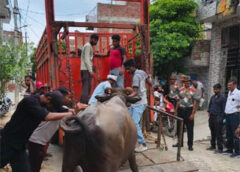 आईआईटी माधवपुरम में चला चट्टा हटाओ अभियान, 28 पशु पकड़े गए